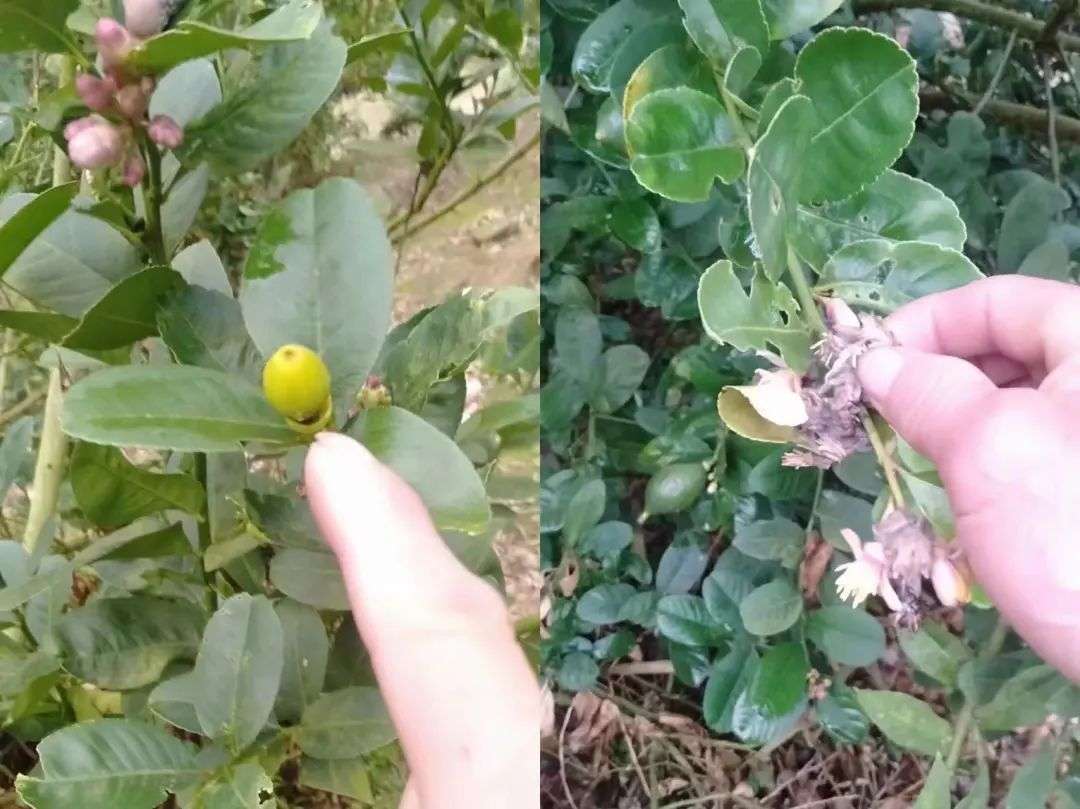 香水柠檬种植视频_香水柠檬种植园_香水柠檬种植致富