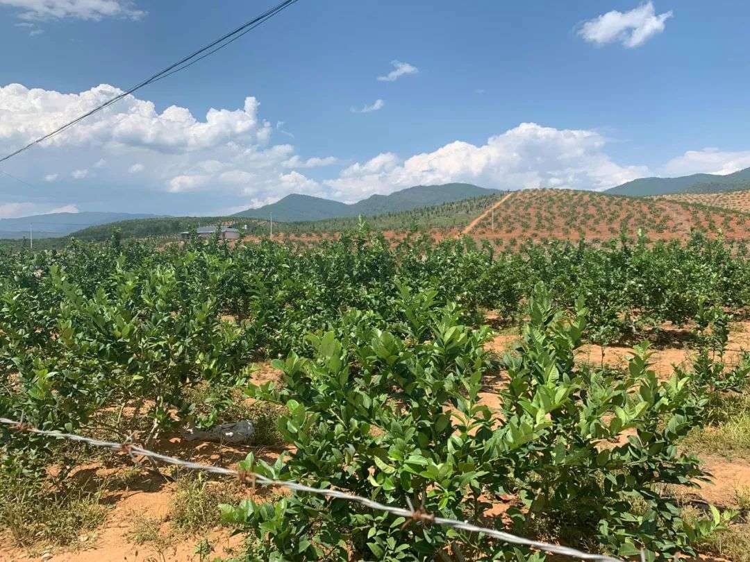 香水柠檬种植致富_香水柠檬种植园_香水柠檬种植视频