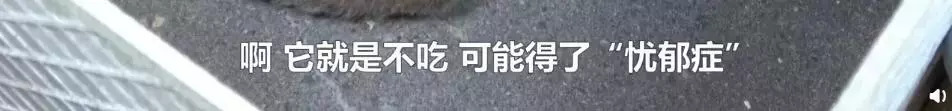 浙江养殖竹鼠技术视频_人工养殖竹鼠技术视频_竹鼠养殖业