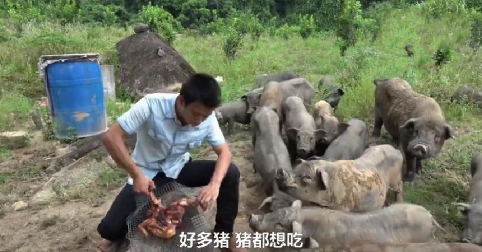 浙江养殖竹鼠技术视频_竹鼠养殖业_人工养殖竹鼠技术视频