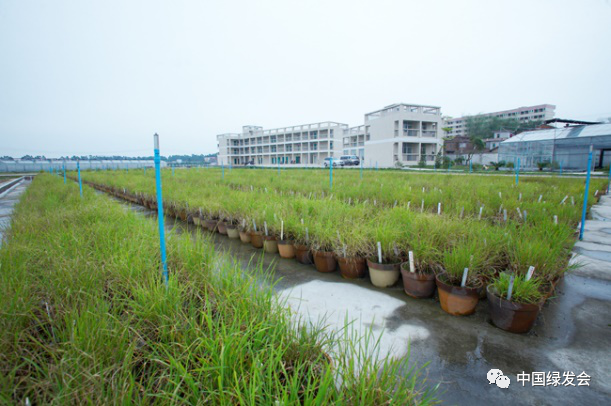 肇庆蔬菜种植基地_肇庆适合种植什么药材_肇庆种植致富