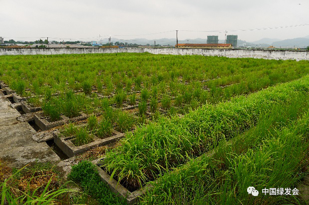 肇庆蔬菜种植基地_肇庆种植致富_肇庆适合种植什么药材