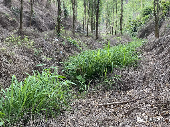 肇庆蔬菜种植基地_肇庆种植致富_肇庆适合种植什么药材