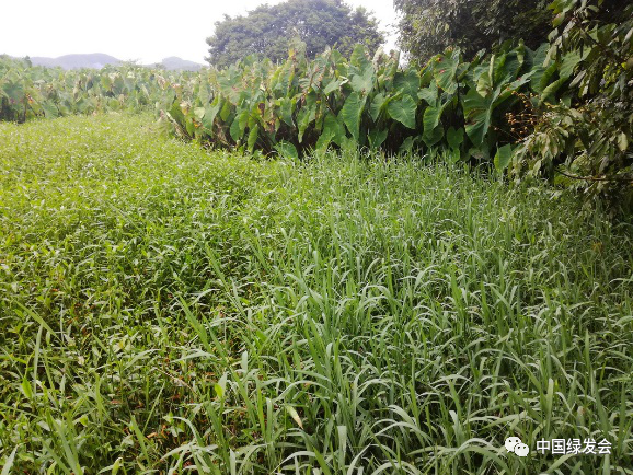 肇庆蔬菜种植基地_肇庆种植致富_肇庆适合种植什么药材