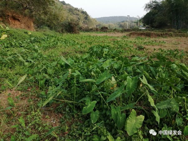 肇庆种植致富_肇庆蔬菜种植基地_肇庆适合种植什么药材