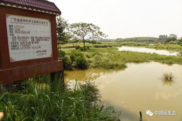 肇庆适合种植什么药材_肇庆种植致富_肇庆蔬菜种植基地