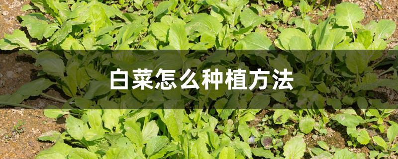 白菜怎么种植方法