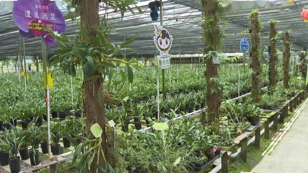 肇庆种植致富_肇庆蔬菜种植基地_肇庆农作物