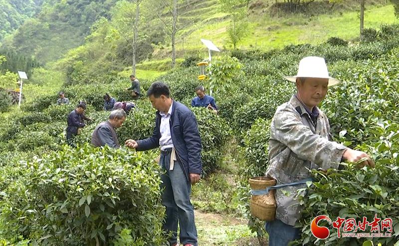 药材种植成村民致富金钥匙_药材种植成村民致富金钥匙_药材种植成村民致富金钥匙