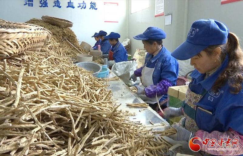 药材种植成村民致富金钥匙_药材种植成村民致富金钥匙_药材种植成村民致富金钥匙