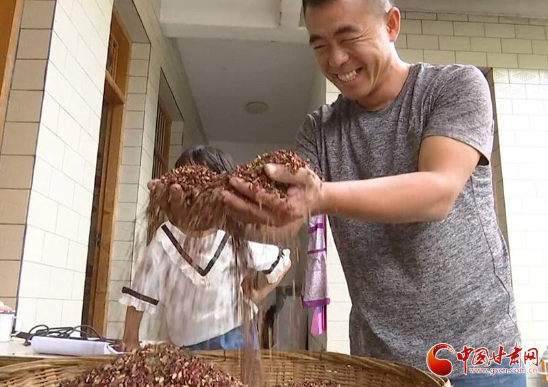 药材种植成村民致富金钥匙_药材种植成村民致富金钥匙_药材种植成村民致富金钥匙