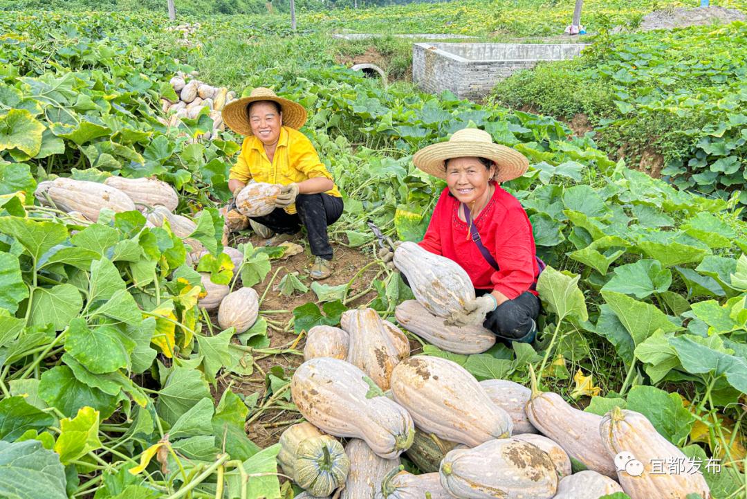 种植南瓜效益怎么样_高产南瓜种植技术与管理_高安种植南瓜致富