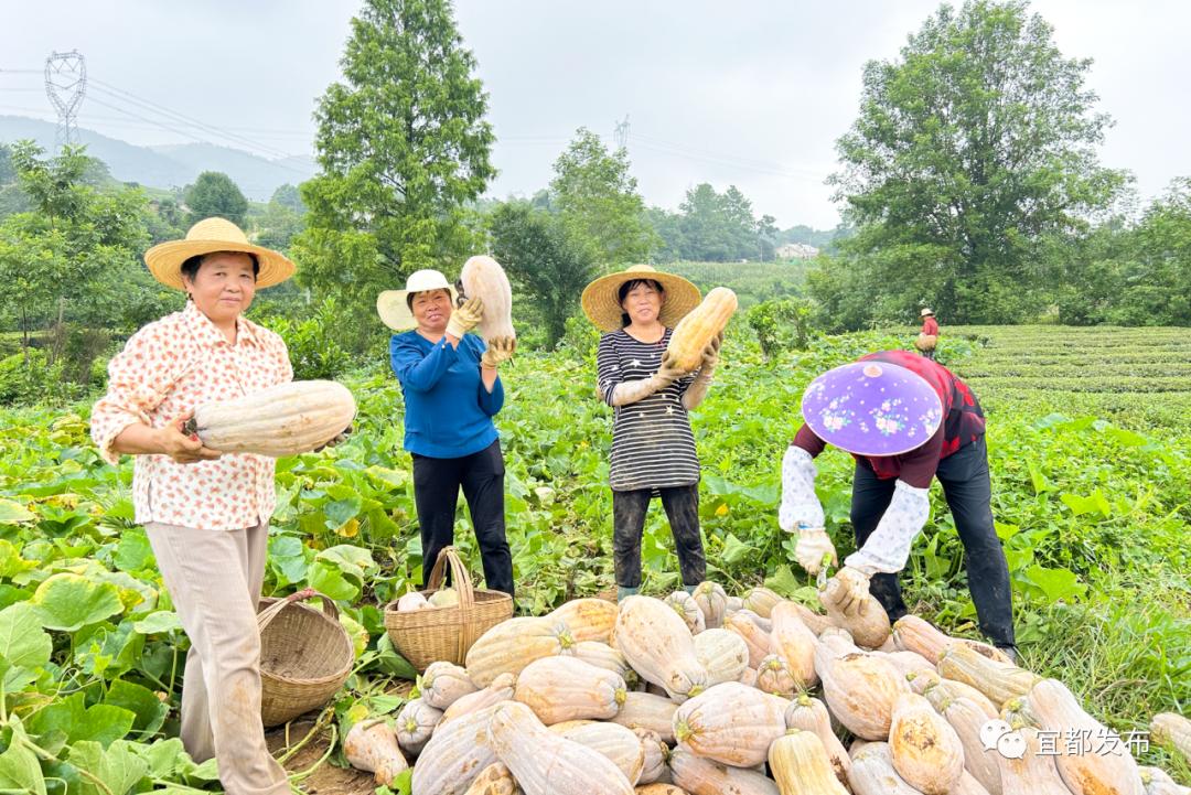 高安种植南瓜致富_高产南瓜种植技术与管理_种植南瓜效益怎么样