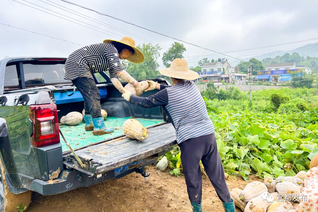 种植南瓜效益怎么样_高产南瓜种植技术与管理_高安种植南瓜致富