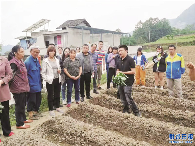 红薯种植技术培训深入田间地头