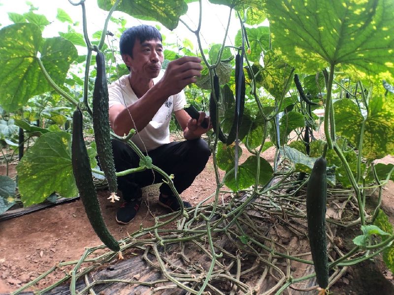 致富经荒山种植小龙虾_致富经小龙虾养殖技术视频_致富经龙虾养殖技术视频