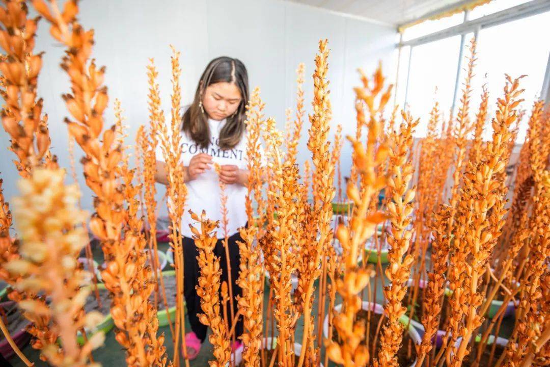 天麻种植技术方法视频_天麻种植技术教材_种植教材天麻技术要点