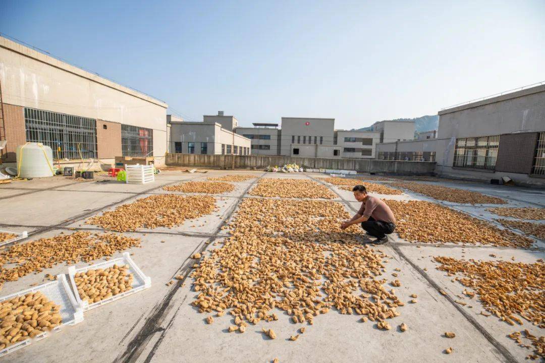 种植教材天麻技术要点_天麻种植技术教材_天麻种植技术方法视频