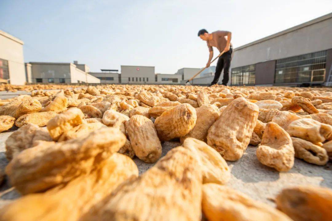 种植教材天麻技术要点_天麻种植技术教材_天麻种植技术方法视频