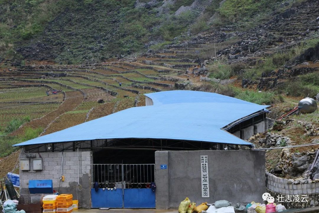 致富经肉鸽养殖技术视频_致富经养鸽子致富视频_肉鸽养殖致富方案