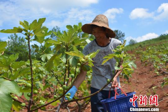 曹建新在采摘无花果。　刘娣 摄