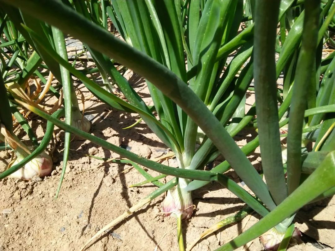 葱头的种植技术_种植葱头方法视频_种植葱头技术要求