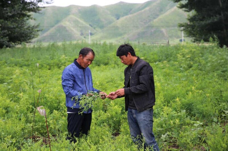 致富种植视频全集_致富经山洞里面可以种植什么_进山种植致富神器