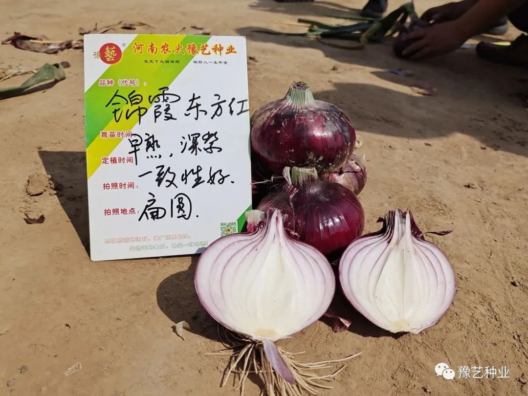 种植葱头方法视频_如何种植葱头饱满_葱头的种植技术