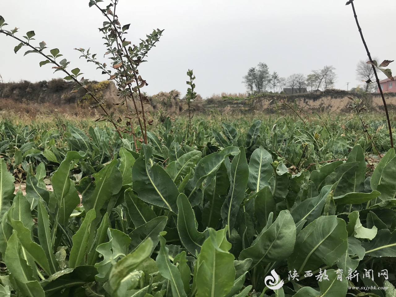 中药材种植致富行业前景_药材种植的致富带头人_种植药材前景好