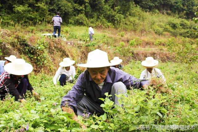 未来致富新方向，中药材种植创新发展，野生药材变家种商机无限