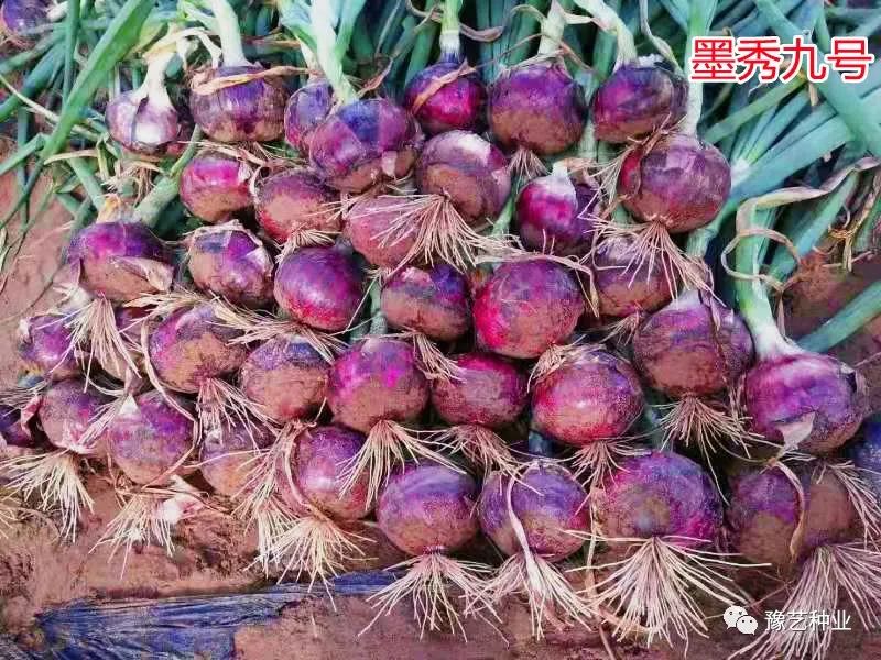 种植葱头技术要点_葱头的种植技术_种植葱头方法视频