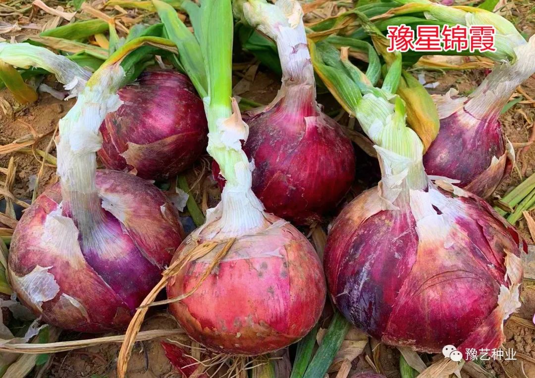 种植葱头方法视频_种植葱头技术要点_葱头的种植技术