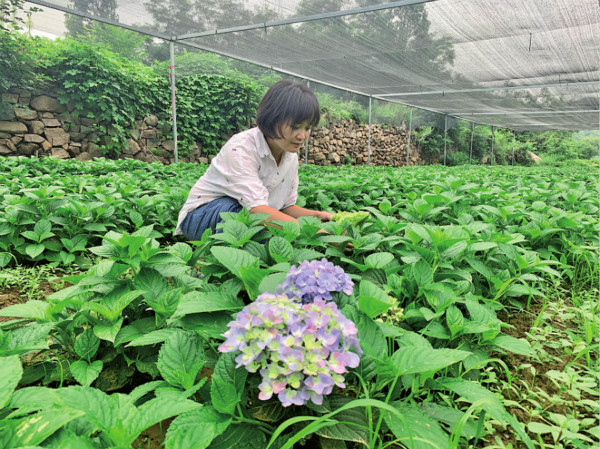 济源承留：绣球花开张河村带来新的致富路