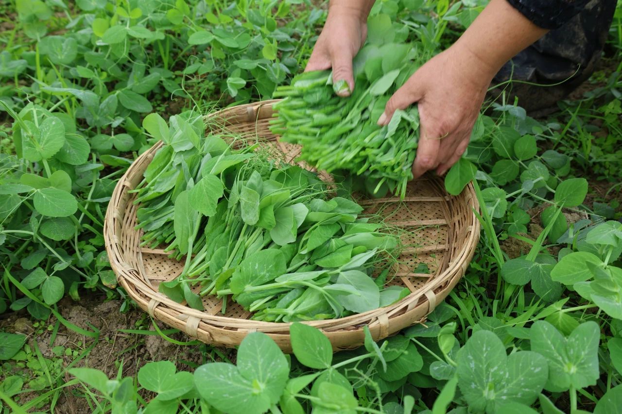 种豌豆苗能赚钱吗_豌豆苗种植技术视频_致富经豌豆苗那一期