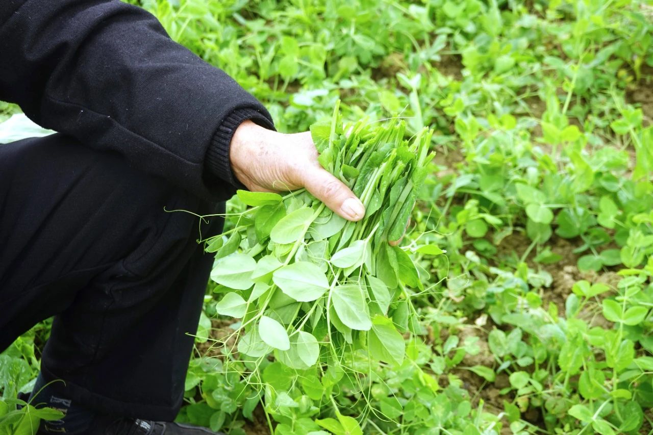 豌豆苗种植技术视频_致富经豌豆苗那一期_种豌豆苗能赚钱吗