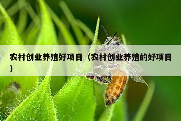 致富经养鹌鹑_养殖鹌鹑创业致富_养殖鹌鹑赚钱吗