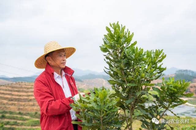 种植绣球致富_绣球种植_绣球种植技术