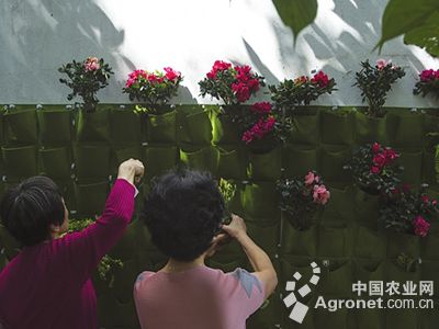 2016年蒜苔价格：贵州：斥资亿元建设牛肝菌项目