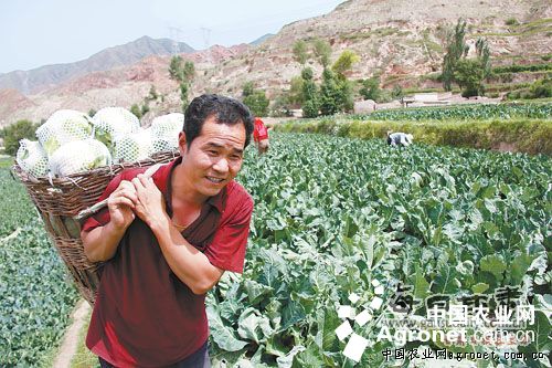 2016年蒜苔价格