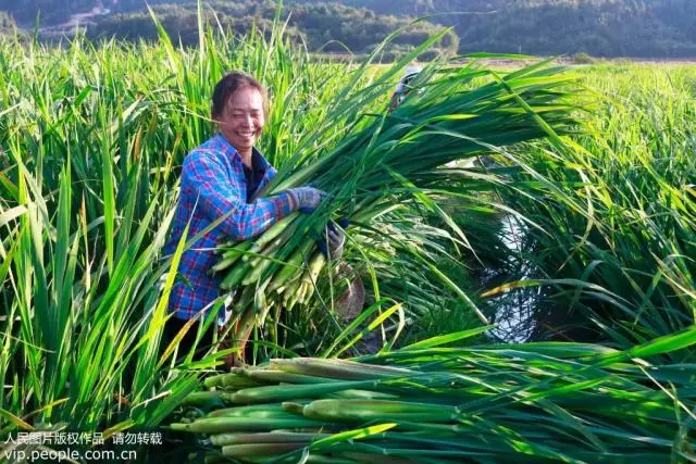 种植莲藕的视频_致富经高产藕种植视频_致富经视频莲藕种植