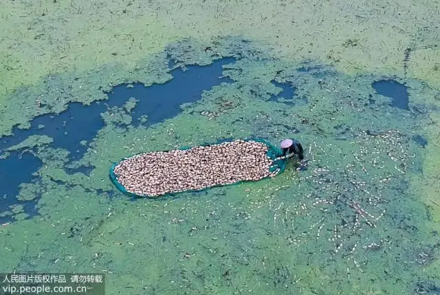 种植莲藕的视频_致富经视频莲藕种植_致富经高产藕种植视频