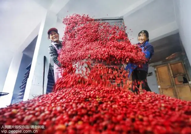 致富经视频莲藕种植_种植莲藕的视频_致富经高产藕种植视频