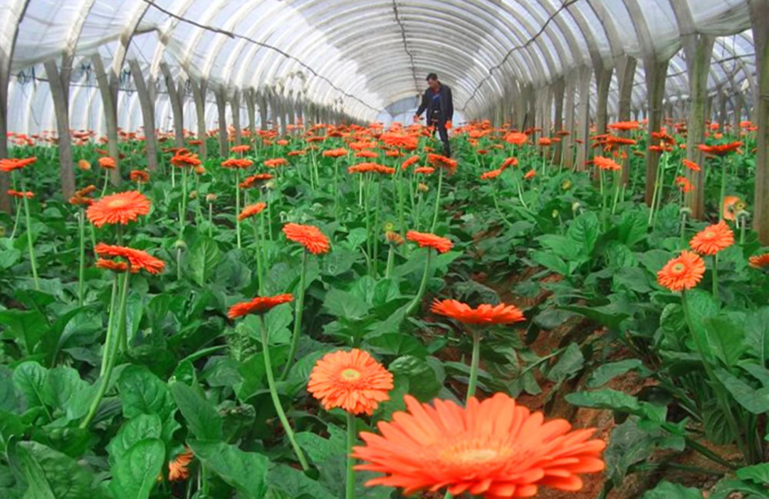 致富种植绣球图片_种植绣球致富_致富种植绣球视频