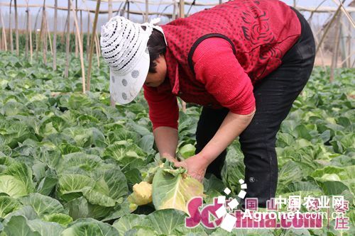 包菜种植视频