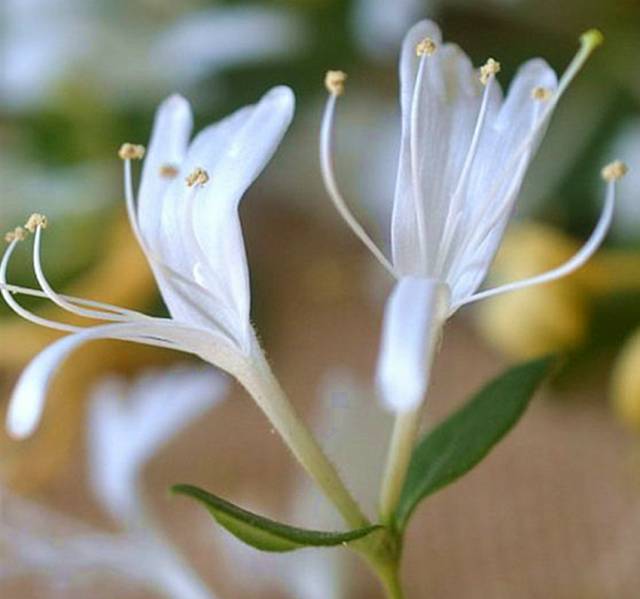 洋甘菊栽培技术_洋甘菊养殖技术_洋甘菊养植方法