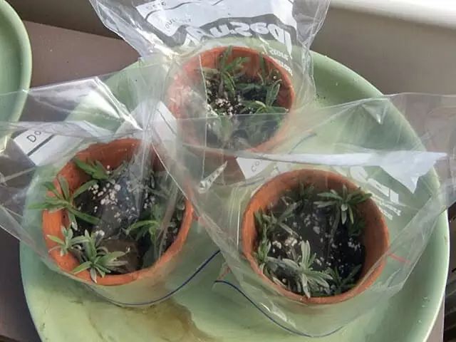 洋甘菊栽培技术_洋甘菊养植方法_洋甘菊养殖技术