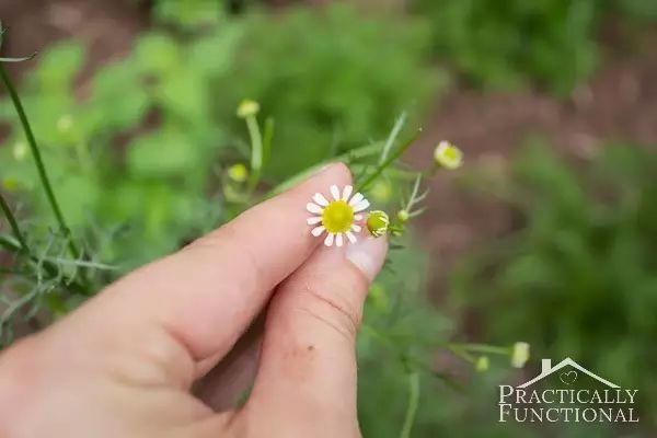 洋甘菊养殖技术_洋甘菊养植方法_洋甘菊栽培技术