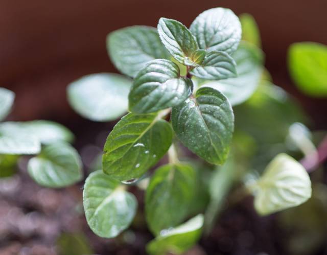 洋甘菊养殖技术_洋甘菊养植方法_洋甘菊栽培技术