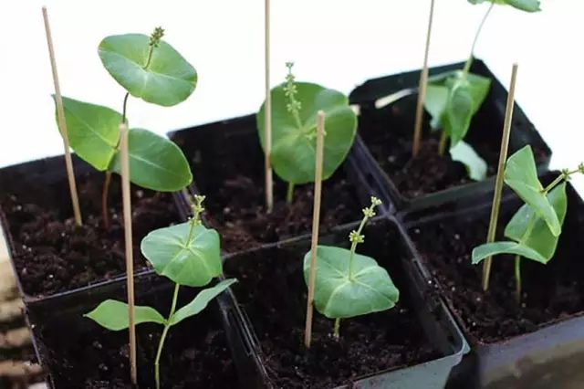 洋甘菊养植方法_洋甘菊栽培技术_洋甘菊养殖技术