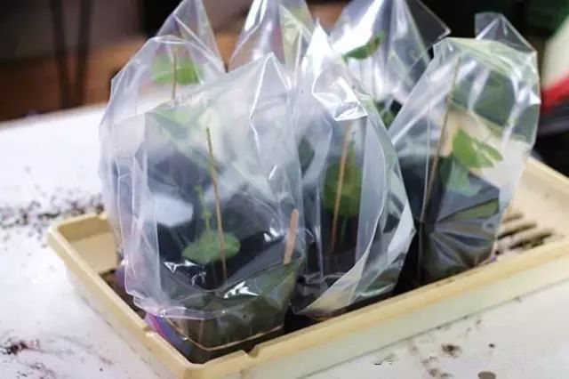 洋甘菊养植方法_洋甘菊养殖技术_洋甘菊栽培技术